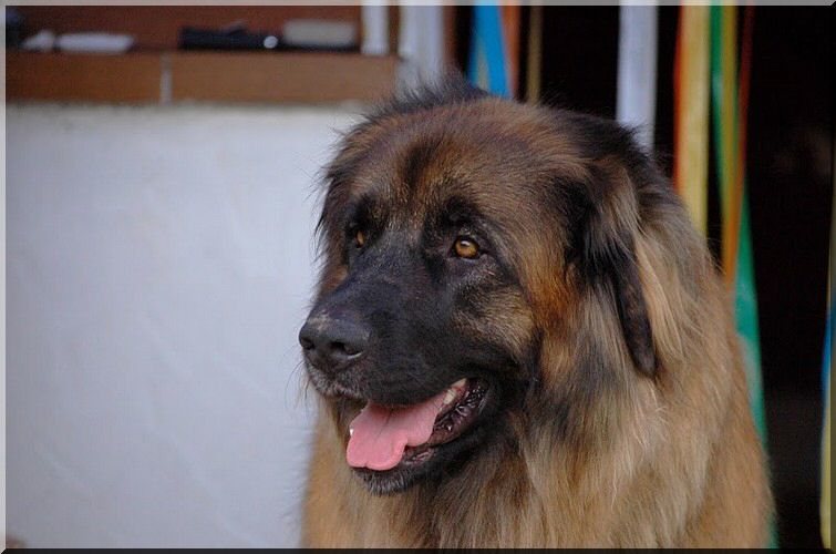 leonberger 004.jpg